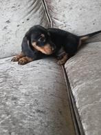 Kaninchen kortharige teckel pups, Kaninchen, CDV (hondenziekte), 8 tot 15 weken, Korthaar