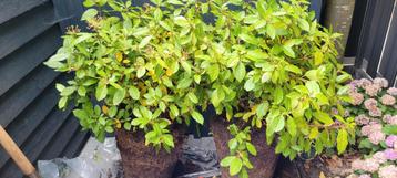 Viburnum Tinus 2x beschikbaar voor biedingen
