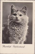 Poes Kat. Fraaie oude Z/W. Poezen gelopen Ansichtkaart 1919, Ophalen of Verzenden, Voor 1920, Gelopen, Hond of Kat