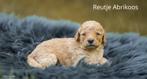 Medium Multigen Labradoodles met curly vacht, Dieren en Toebehoren, Honden | Retrievers, Spaniëls en Waterhonden, Overige rassen