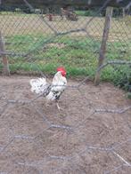 Bonte leghorn haan, Dieren en Toebehoren, Mannelijk, Kip