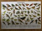 Prachtige nieuwe schoolplaat poster met diverse vogels., Ophalen of Verzenden, Natuur en Biologie