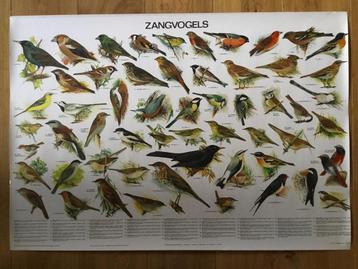 Prachtige nieuwe schoolplaat poster met diverse vogels. beschikbaar voor biedingen