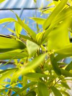 Phyllostachys bamboe 250 cm, Ophalen, Bamboe