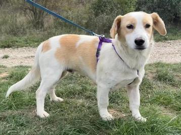 Bobo een lief, vrolijk en speels hondje beschikbaar voor biedingen