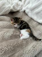 Lieve kittens te koop, Dieren en Toebehoren, Meerdere dieren, Ontwormd