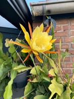 Epiphyllum Anguliger, Overige soorten, Vaste plant, Ophalen of Verzenden, Halfschaduw