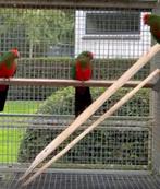 6 Konings parkieten, Dieren en Toebehoren, Vogels | Parkieten en Papegaaien, Meerdere dieren, Parkiet