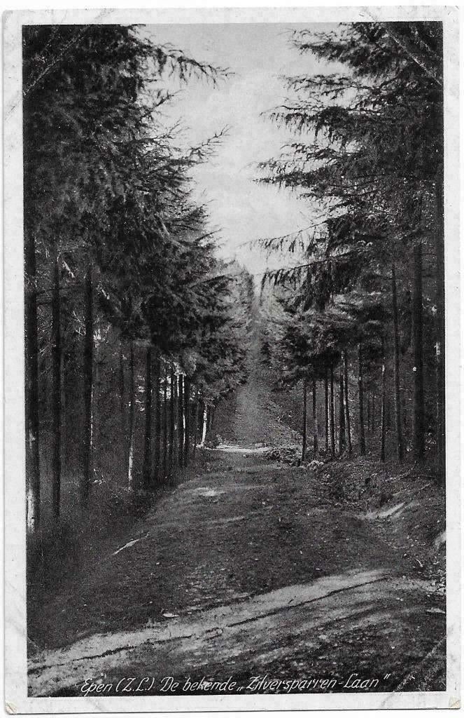 AK Epen - De bekende "Zilversparren-Laan", Verzenden, 1920 tot 1940, Gelopen, Limburg
