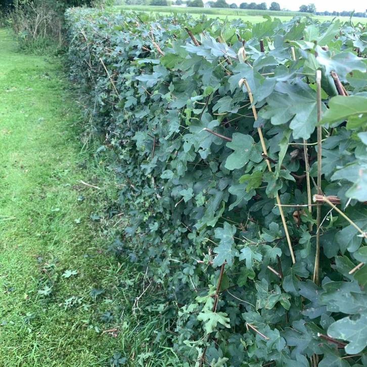 Goedkope veldesdoorn haag, acer campestre hagen, Tuin en Terras, Planten | Struiken en Hagen, Laurier, Minder dan 100 cm, Ophalen of Verzenden