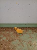 Harlekijn  kanarie  koppel pop de oranje  man met meer kleur, Dieren en Toebehoren, Vogels | Kanaries, Meerdere dieren, Kleurkanarie