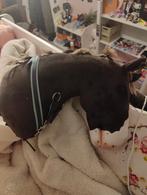 Hobbyhorse te koop, Ophalen of Verzenden, Zo goed als nieuw, Rechthoekig