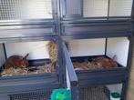 konijnen, Dieren en Toebehoren, Konijnen, Meerdere dieren, Klein, 0 tot 2 jaar
