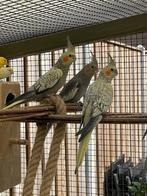 Valkparkieten, Dieren en Toebehoren, Vogels | Parkieten en Papegaaien, Meerdere dieren, Parkiet, Geringd