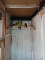 Jongen  Bergparkieten, Dieren en Toebehoren, Vogels | Parkieten en Papegaaien, Meerdere dieren, Parkiet, Geringd