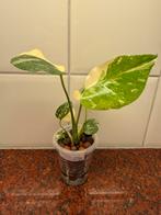 monstera thai constellation, Huis en Inrichting, Kamerplanten, Ophalen of Verzenden, Halfschaduw, Minder dan 100 cm
