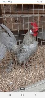 Hollandse kriel, Dieren en Toebehoren, Pluimvee, Mannelijk, Kip