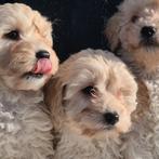 Prachtige maltipoo f1 pups, Dieren en Toebehoren, Overige rassen, 8 tot 15 weken, Parvo, Meerdere