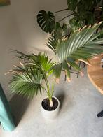 Grote binnenpalm + pot (ca. 150 cm), Ophalen, 100 tot 150 cm, Palm, Halfschaduw