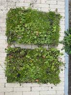 Sedum / groen dak click n go trays, Tuin en Terras, Ophalen, Overige soorten, Volle zon