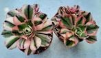 Aeonium marnier lapostolle variegata - 3 koppen, Vetplant, Ophalen of Verzenden, Minder dan 100 cm, Volle zon