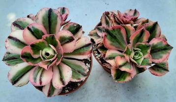 Aeonium marnier lapostolle variegata - 3 koppen beschikbaar voor biedingen