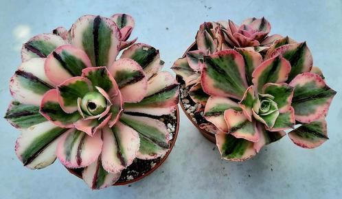 Aeonium marnier lapostolle variegata - 3 koppen, Huis en Inrichting, Kamerplanten, Vetplant, Minder dan 100 cm, Groene kamerplant