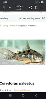 Corydoras paleatus, Dieren en Toebehoren, Goudvis(sen)