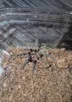 Tlitocatl albopilosus body 2.5 cm, Dieren en Toebehoren