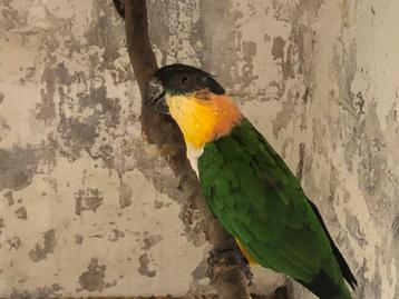 Zwartkopcaique beschikbaar voor biedingen