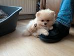 Zeer klein Pomeriaan reutje, 8 tot 15 weken, Eén hond, Nederland, Particulier