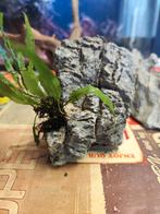 Mooie Seiryu steen met varen. Meer stenen voorradig., Dieren en Toebehoren, Ophalen of Verzenden, Zo goed als nieuw, Plant(en), Steen of Hout