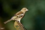 Gezocht vink man, Mannelijk, Tropenvogel