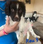 Friese Stabij pups Bruinschimmel, Overige rassen, CDV (hondenziekte), 8 tot 15 weken, Meerdere