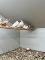 Diverse Kleuren Kleine Zebravinken, Meerdere dieren, Tropenvogel