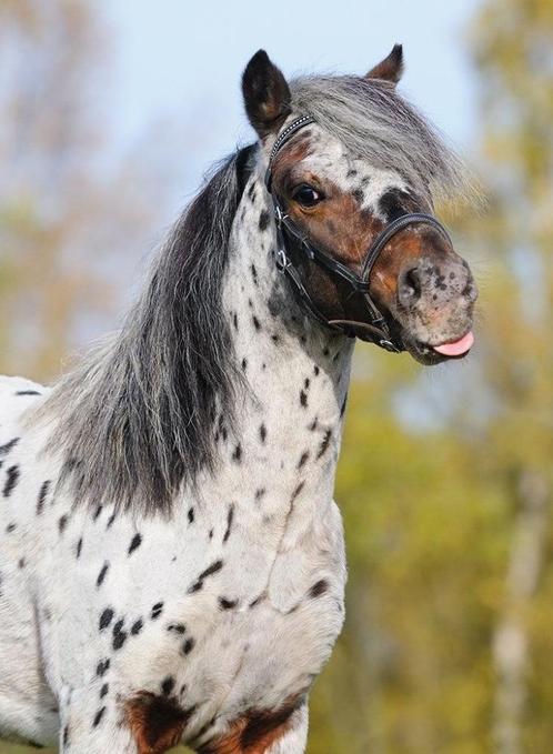 Gezocht: Shetlander ruin, Dieren en Toebehoren, Paarden en Pony's | Dekens en Dekjes, Ophalen
