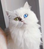 Een zeldzame Perzische kat met blauwe en groene ogen, Dieren en Toebehoren, Katten en Kittens | Raskatten | Langhaar, Poes, Ontwormd