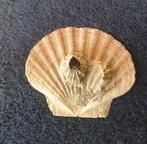 grote platte jacobs schelpen+zeepok(ken)15x13 cm Noorwegen, Verzamelen, Mineralen en Fossielen, Verzenden, Schelp(en)