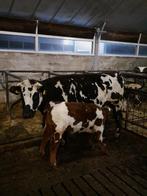 Normandische koe met stierkalf, Meerdere dieren, 0 tot 2 jaar