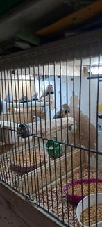 Zeebravinken mannen van 2025, Dieren en Toebehoren, Mannelijk