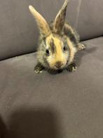 baby konijntjes te koop, Dieren en Toebehoren, Konijnen, Meerdere dieren, Klein, 0 tot 2 jaar