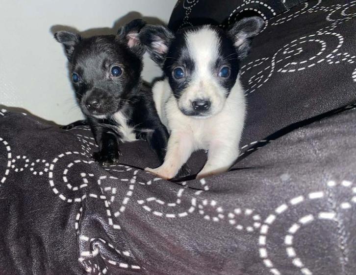 Chihuahua, Dieren en Toebehoren, Honden | Chihuahua's en Gezelschapshonden, Teef, Chihuahua, Particulier, Eén hond, Nederland