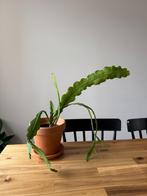 Epiphyllum Beavertail plant, Huis en Inrichting, Ophalen, Cactus, Minder dan 100 cm, Volle zon