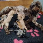 Multigen Labradoodle pups- Medium formaat - Lief & huiselijk, Dieren en Toebehoren, Honden | Retrievers, Spaniëls en Waterhonden