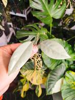 Hoya Wilbur Graves Silver, Huis en Inrichting, Kamerplanten, Ophalen of Verzenden, Halfschaduw, Minder dan 100 cm