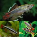 Chineese danio ik zoek er een, Dieren en Toebehoren, Vis