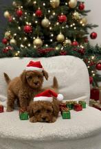 Toypoedel, Dieren en Toebehoren, Poedel, Particulier, Rabiës (hondsdolheid), 8 tot 15 weken