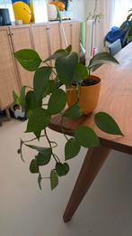 Hang Plant + elho jazz pot mosterd geel - makkelijke plant, Ophalen, Halfschaduw, Minder dan 100 cm