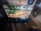 Konings python  geboren 25-08-2022 met terraruim, Dieren en Toebehoren, Reptielen en Amfibieën | Toebehoren, Ophalen, Zo goed als nieuw