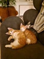 2 rode kittens, Dieren en Toebehoren, Katten en Kittens | Overige Katten, Kater, Kortharig, 0 tot 2 jaar